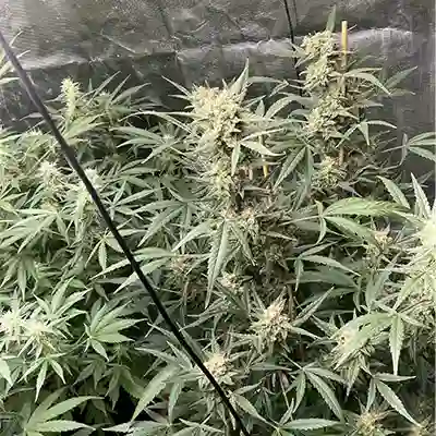 Jupiter OG Kush > The Cali Connection | Feminized Marijuana   |  Hybrid