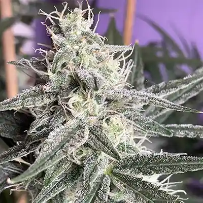 Jupiter OG Kush > The Cali Connection | Semillas feminizadas  |  Híbrido