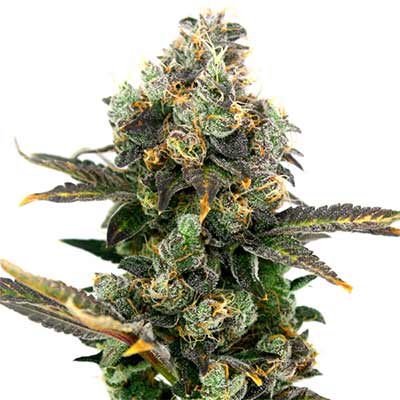 King Cone > Elev8 Seeds | Feminized Marijuana   |  Hybrid