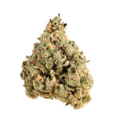 Lady Kush > Elev8 Seeds | Semillas feminizadas  |  Índica