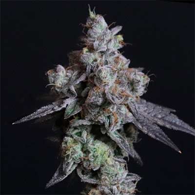 Lady Kush > Elev8 Seeds | Semillas feminizadas  |  Índica