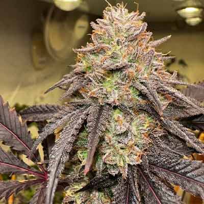 Lemon Cherry Gelato > Barney\'s Farm | Feminized Marijuana   |  Hybrid