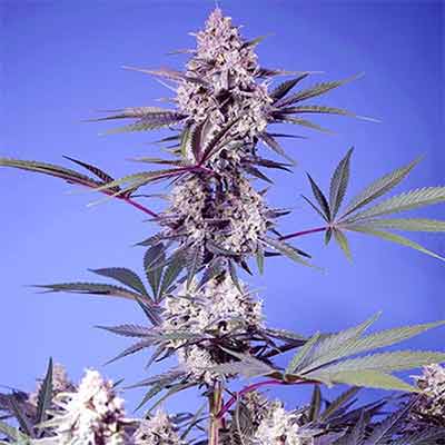 Mental Rainbow F1 Fast Version > Sweet Seeds | Feminisierte Hanfsamen  |  Indica