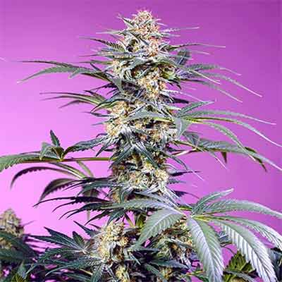 Monster Maker > Sweet Seeds | Feminisierte Hanfsamen  |  Indica