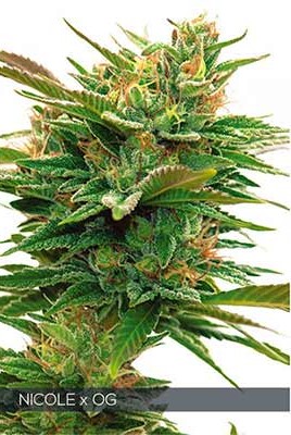 Nicole x OG > Vision Seeds | Feminized Marijuana   |  Indica