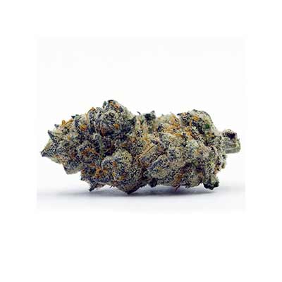 Oregon Apple Trail > Elev8 Seeds | Feminized Marijuana   |  Hybrid