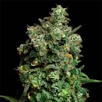 Oregon Apple Trail > Elev8 Seeds | Feminisierte Hanfsamen  |  Hybrid