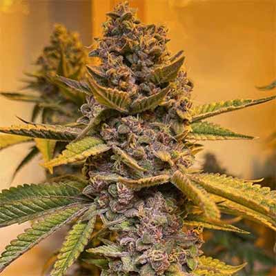 Pink Mintz > Conscious Genetics | Feminisierte Hanfsamen  |  Hybrid