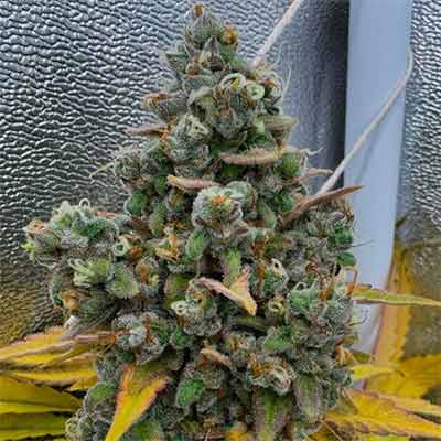 Pink Quavers > Conscious Genetics | Feminisierte Hanfsamen  |  Hybrid