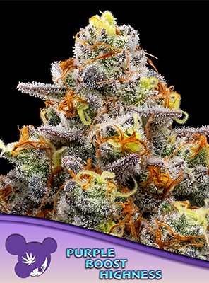 Purple Boost Highness > Anesia Seeds | Graines Féminisées  |  Sativa