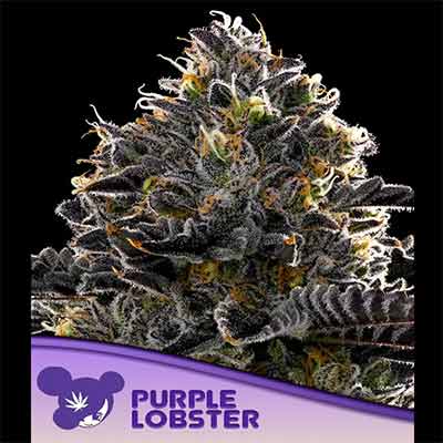 Purple Lobster > Anesia Seeds | Feminized Marijuana   |  Hybrid