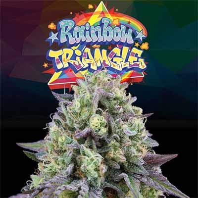 Rainbow Triangle > Perfect Tree | Feminisierte Hanfsamen  |  Indica