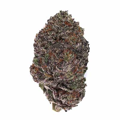 Sherbet S1 > Elev8 Seeds | Semillas feminizadas  |  Índica