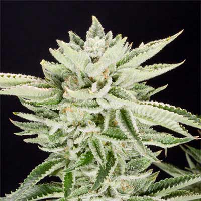 Sherbet S1 > Elev8 Seeds | Feminisierte Hanfsamen  |  Indica