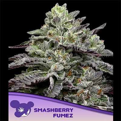 Smashberry Fumez > Anesia Seeds | Graines Féminisées  |  Indica