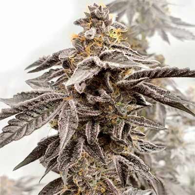 Sour Apple Kiss > Elev8 Seeds | Semillas feminizadas  |  Índica