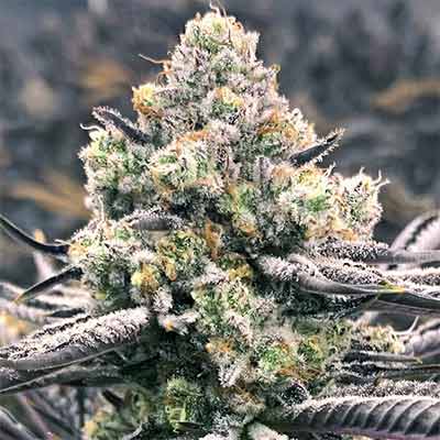 Sour Grape Punch > Elev8 Seeds | Semillas feminizadas  |  Híbrido