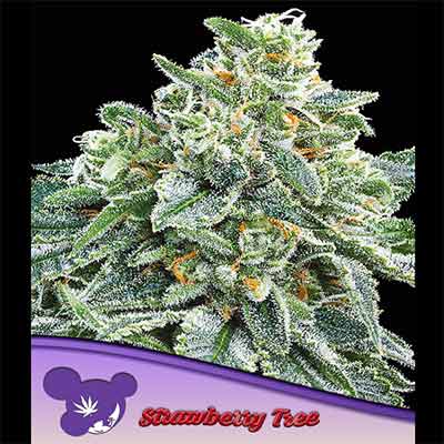 Strawberry Tree > Anesia Seeds | Semillas feminizadas  |  Sativa