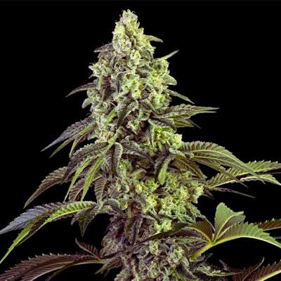 Sumptuouz > Rare Darkness | Regular Marijuana   |  Indica