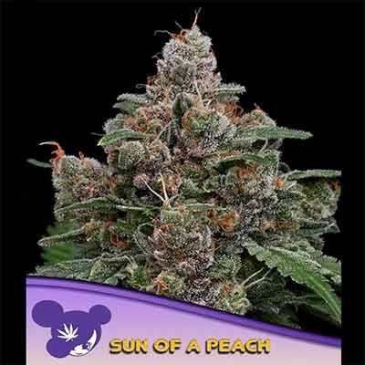 Sun of a Peach > Anesia Seeds | Graines Féminisées  |  Indica