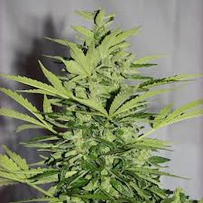 Supreme Lemon > Vision Seeds | Semillas feminizadas  |  Sativa