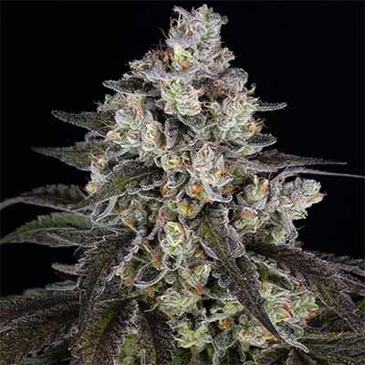 Trainwreck > Barney\'s Farm | Semillas feminizadas  |  Sativa