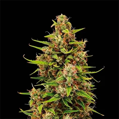 Tropical Zmoothie Auto > Seed Stockers | Autoflowering Hanfsamen  |  Hybrid