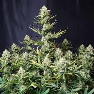 Tropical Zmoothie Auto > Seed Stockers | Autoflowering Hanfsamen  |  Hybrid