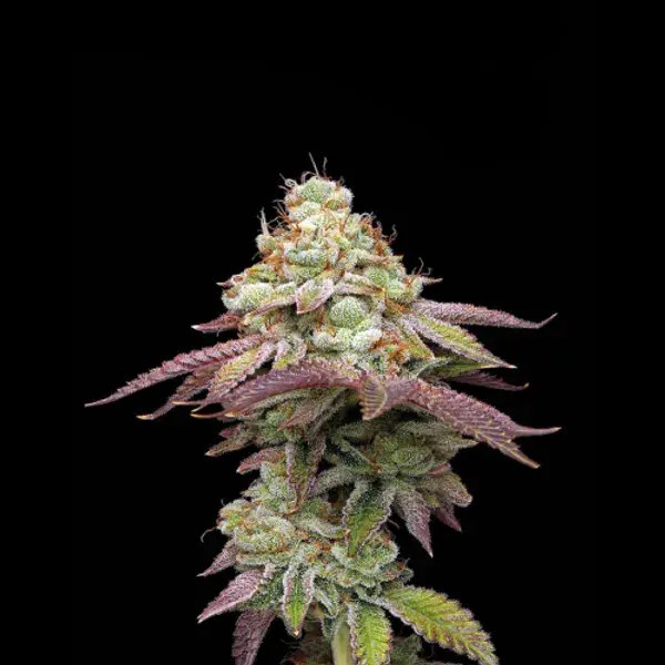 Tropical Zmoothie > Seed Stockers | Feminisierte Hanfsamen  |  Indica