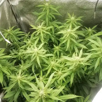 Tropical Zmoothie > Seed Stockers | Feminisierte Hanfsamen  |  Indica