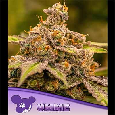 UMME > Anesia Seeds | Feminisierte Hanfsamen  |  Indica