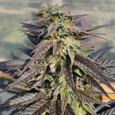 Zamaldelica x Kali China > ACE Seeds | Feminized Marijuana   |  Hybrid