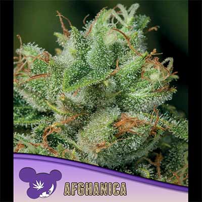 Afghanica > Anesia Seeds | Graines Féminisées  |  Indica