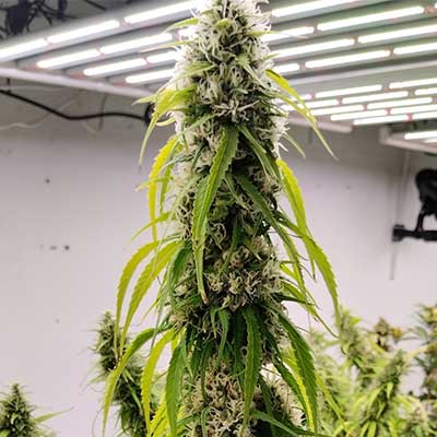 African Gas > ACE Seeds | Graines Féminisées  |  Sativa