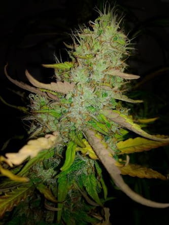 Auto Ak 77v Strain Victory Seeds Thc 15 20