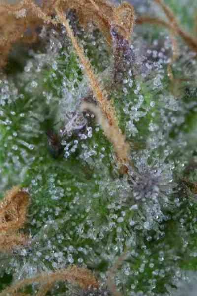 Alchemy > TGA Subcool Seeds | Semillas Regulares  |  Híbrido