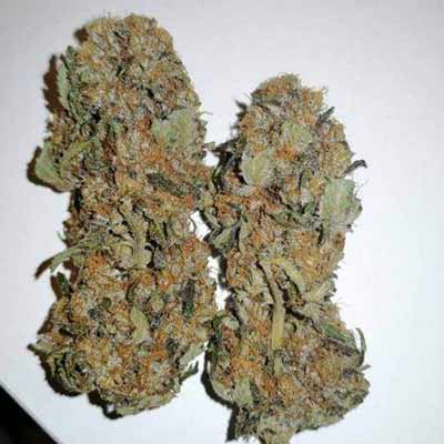 Alien OG > Linda Seeds | Feminized Marijuana   |  Hybrid