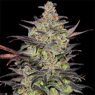 Alien OG > Linda Seeds | Feminized Marijuana   |  Hybrid