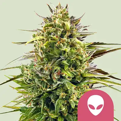 Alien OG > Royal Queen Seeds | Graines Féminisées  |  Hybride