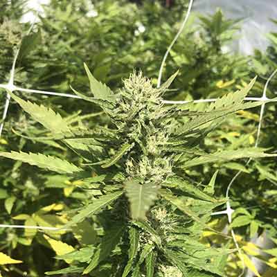 Alien Technology > Linda Seeds | Feminized Marijuana   |  Indica