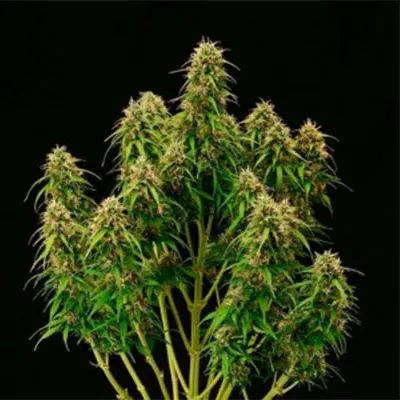 Amaretto Tarmac Auto > Seed Stockers | Semillas autoflorecientes  |  Sativa