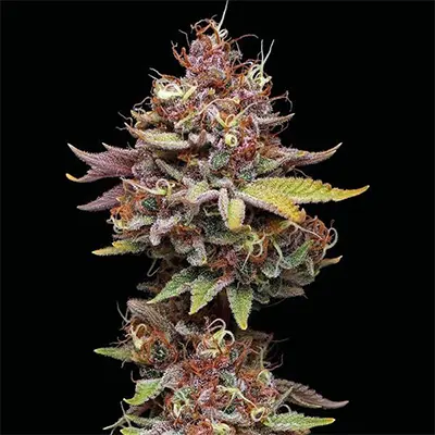 Amaretto Tarmac Auto > Seed Stockers | Autoflowering Hanfsamen  |  Sativa