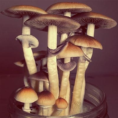 Amazonia > Magic Mushrooms | Magic Mushrooms / Psilocybin mushroom