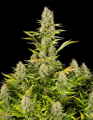 Amnesia x Buddha Kush > Vision Seeds | Feminized Marijuana   |  Hybrid