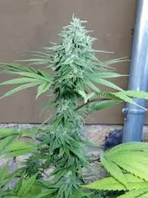 Anesia Scout Cookies > Anesia Seeds | Graines Féminisées  |  Hybride