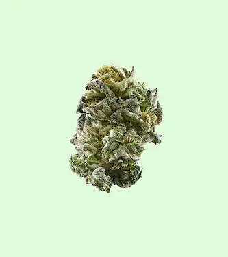 Anesia Scout Cookies > Anesia Seeds | Feminized Marijuana   |  Hybrid