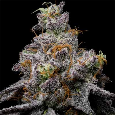 Animal Cake X Hollywood > Cookies Seedbank | Feminized Marijuana   |  Hybrid