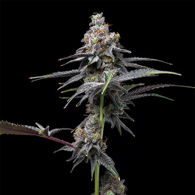 Animal Cake X Hollywood > Cookies Seedbank | Feminized Marijuana   |  Hybrid