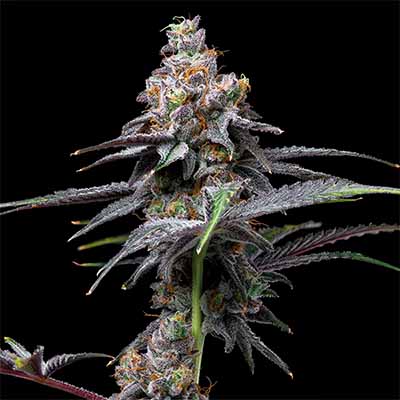 Animal Cake X Hollywood > Cookies Seedbank | Feminized Marijuana   |  Hybrid