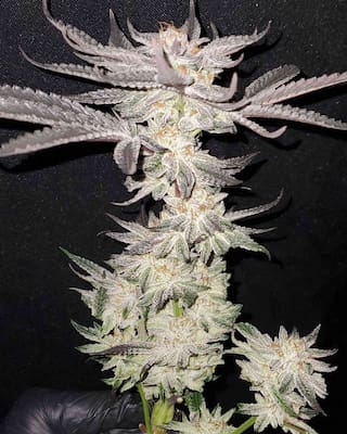 Animal Zookies > Advanced Seeds | Semillas feminizadas  |  Híbrido